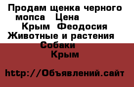 Продам щенка черного мопса › Цена ­ 8 000 - Крым, Феодосия Животные и растения » Собаки   . Крым